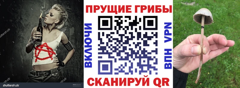 Купить  Осташков  Псилоцибиновые грибы мицелий 